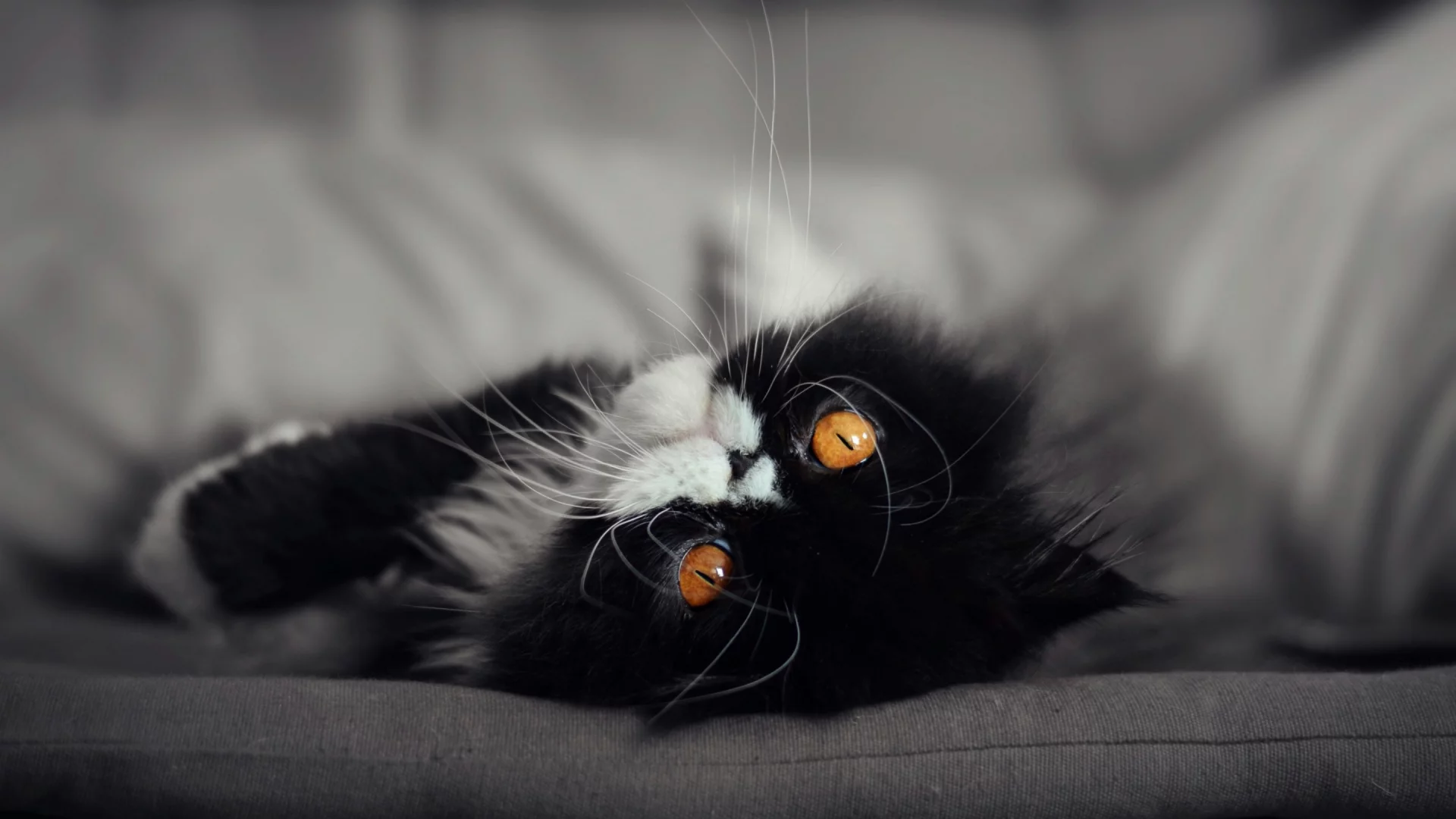кот, кошка, мордочка, глаза взгляд
