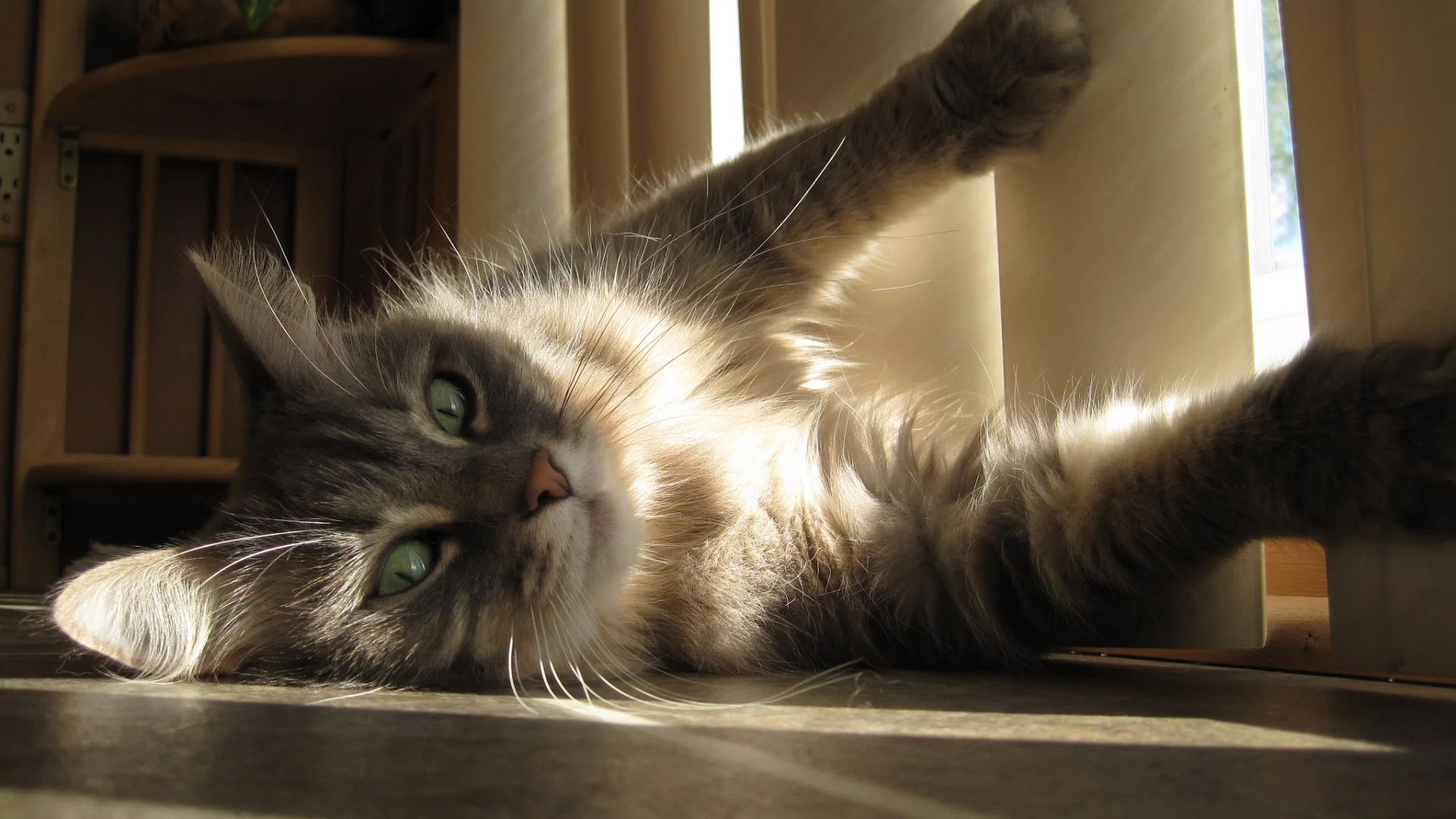кот, взгляд