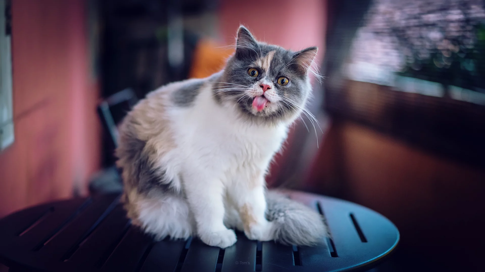 кот, кошка, язык