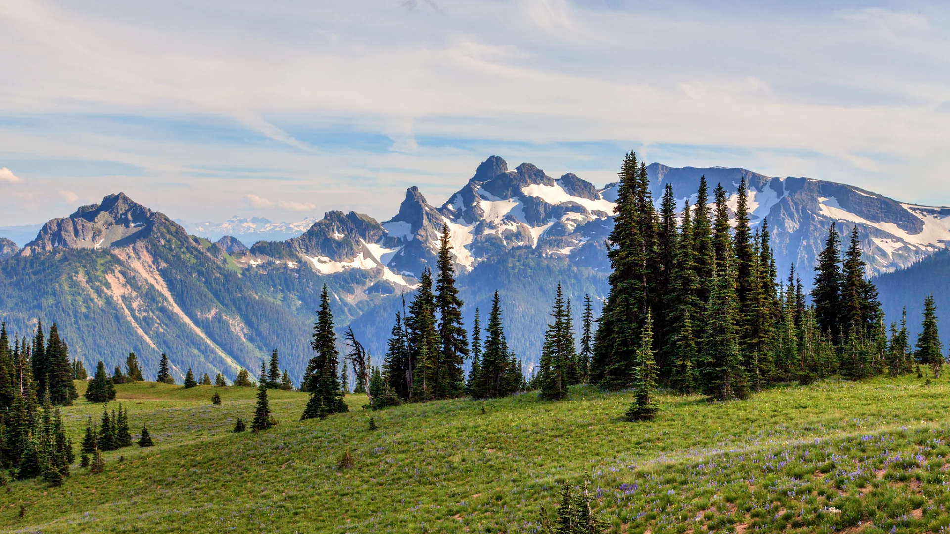 ели, горы, сша, утро, вашингтон, mount rainier national park