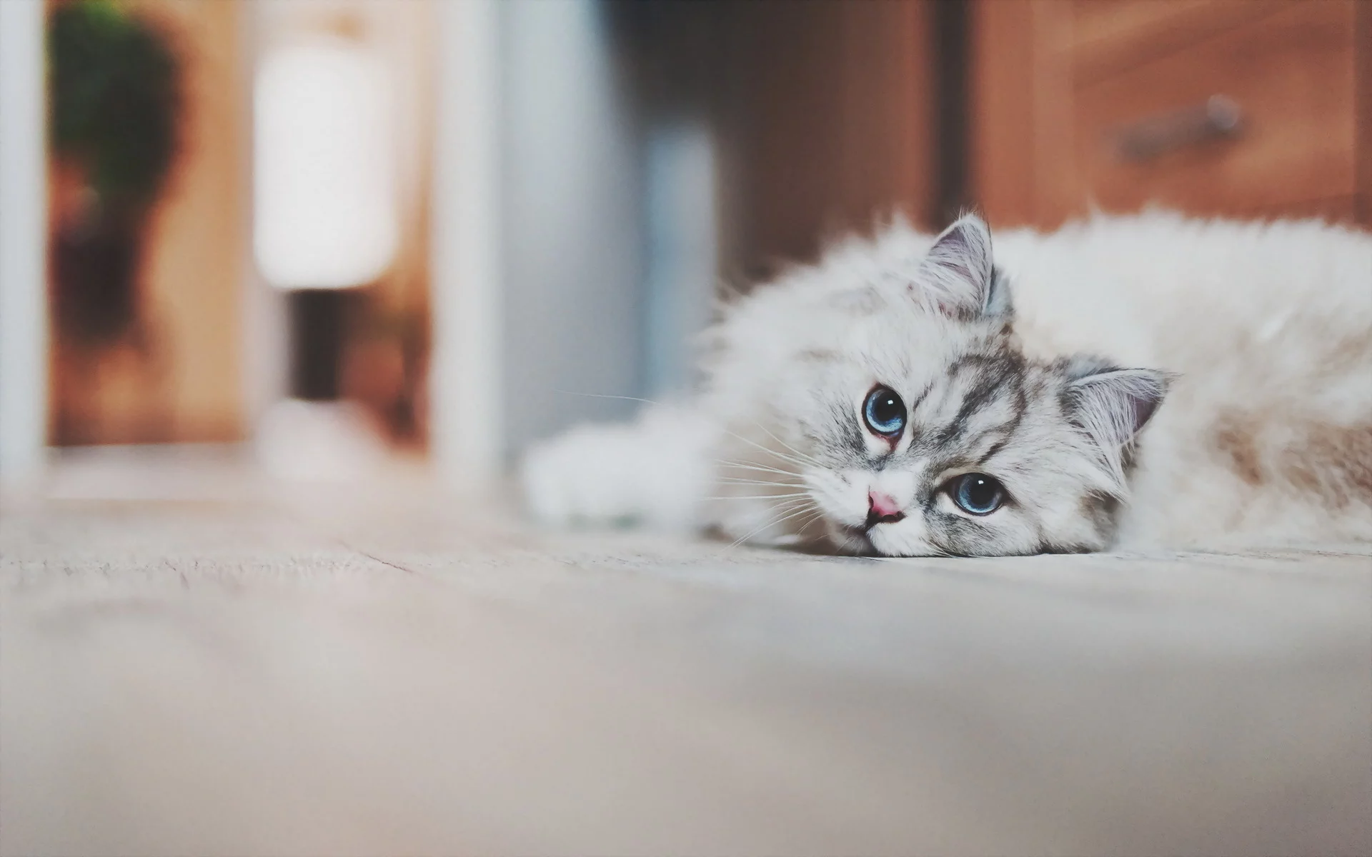дом, взгляд, кошка