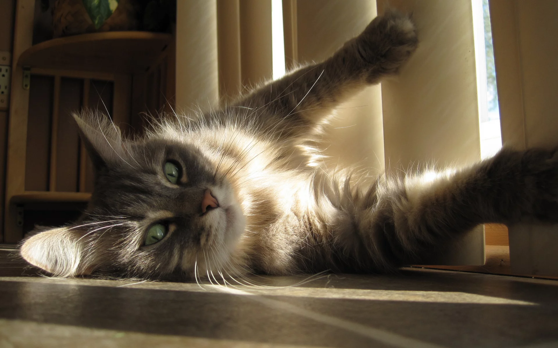 кот, взгляд