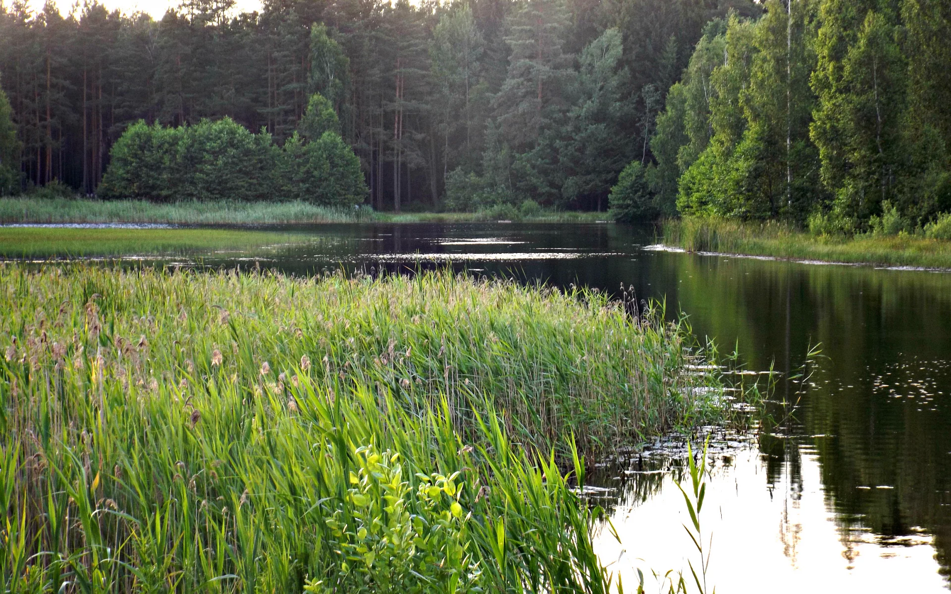 лес, река