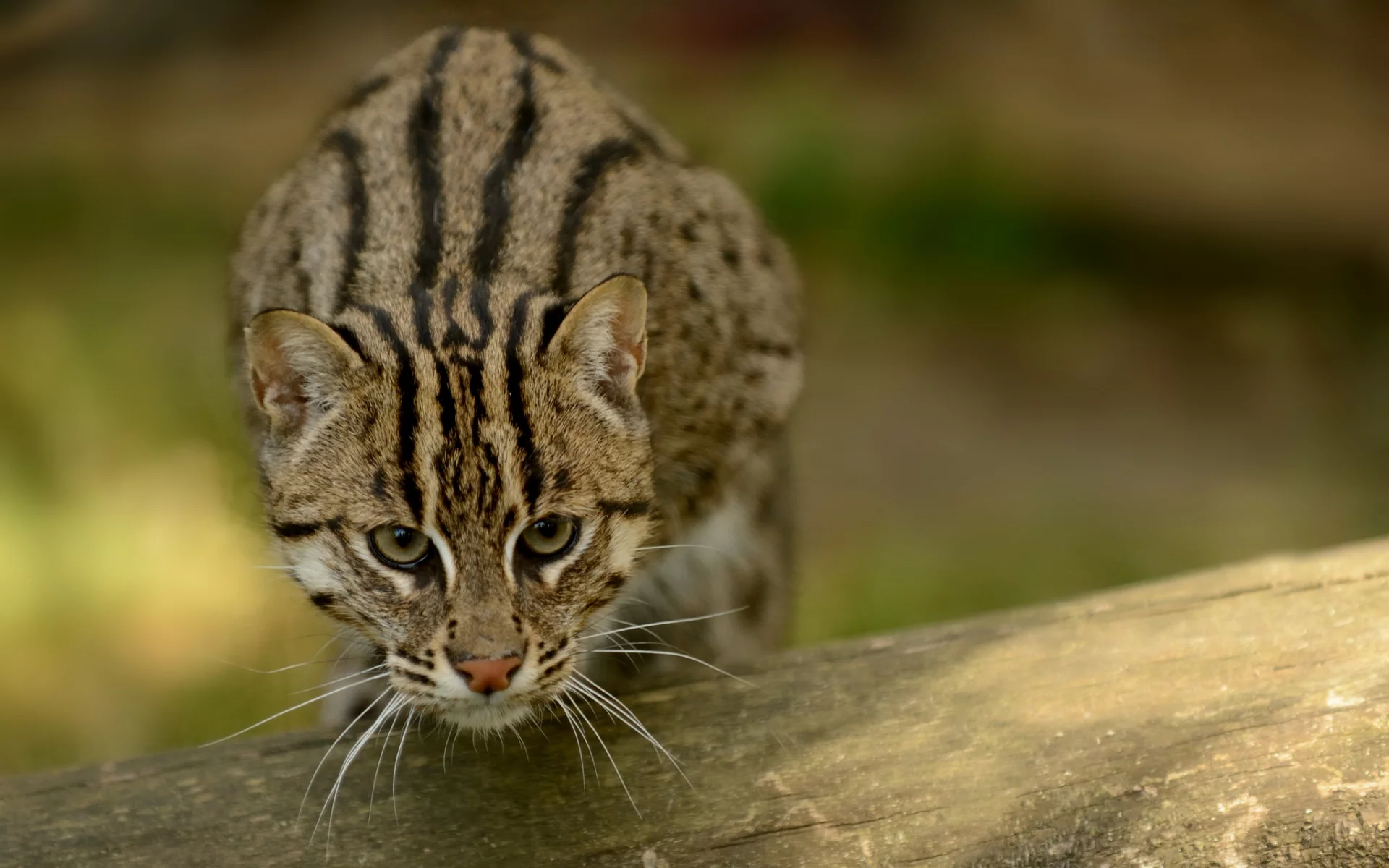 кот рыболов, кошка, кот, fishing cat, рыболов