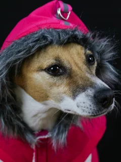 капюшон, собака