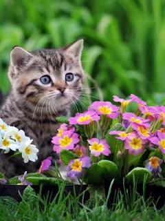 примула, котёнок, by zoran milutinovic, малыш, цветы
