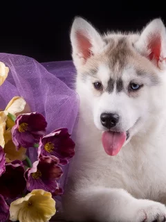 хаски, цветы, щенок, ткань