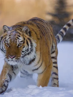 тигр, зима
