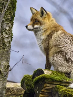 лиса, рыжая, хищник, дерево