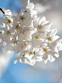 вишня, ветка, небо, весна