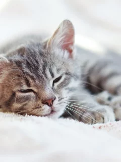 кот, спит