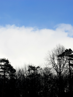 небо, облако, синий, белый, лес, силуэт, черный, дерево