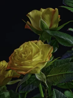розы, цветы