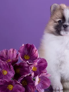 шпиц, цветы, милый