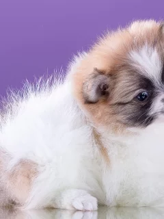 шпиц, цветы, милый