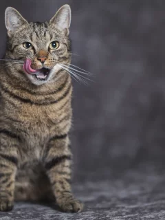 кот, язык