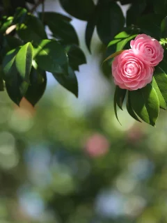 камелия, листья, дерево