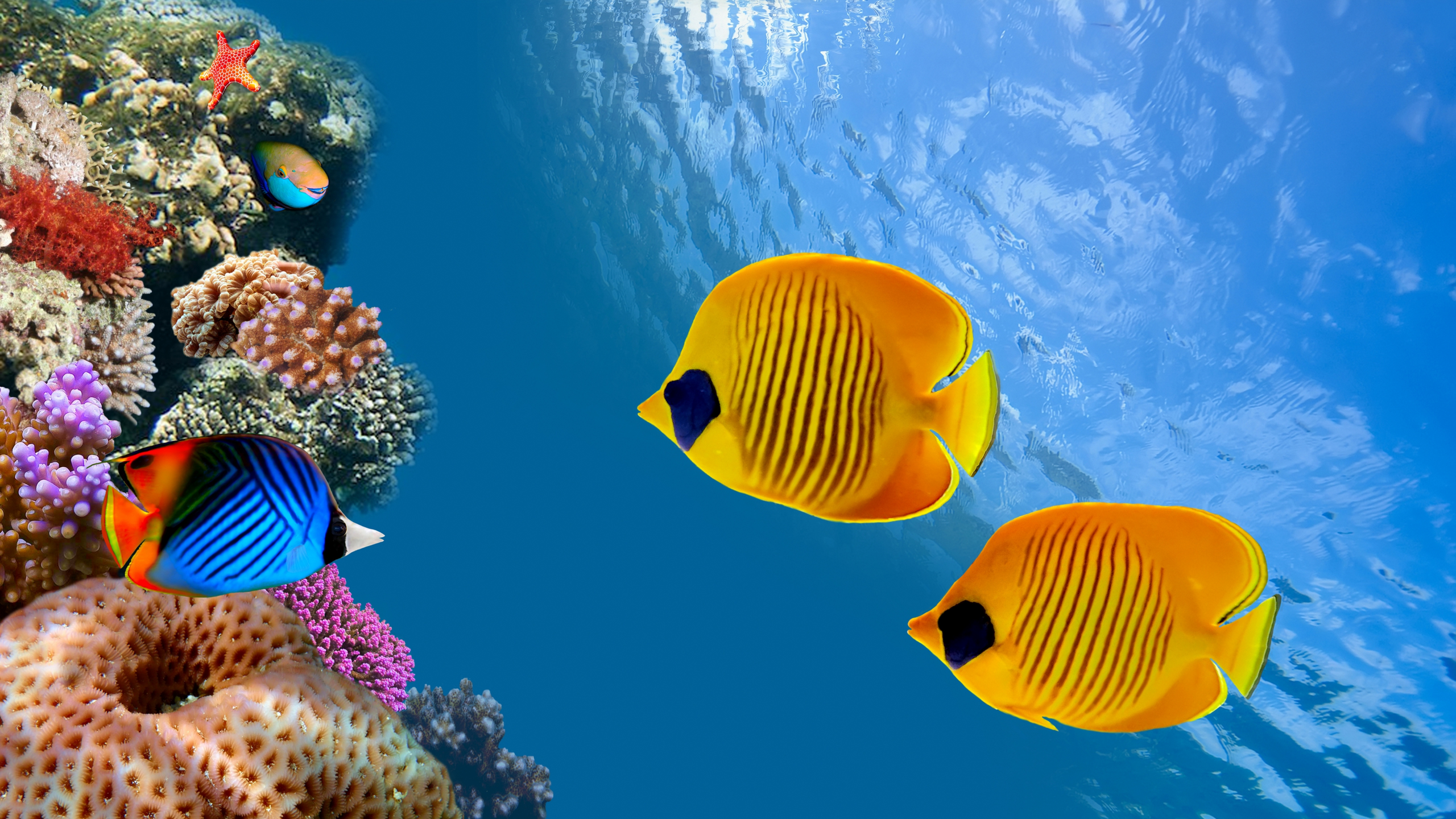 underwater, reef, колонии кораллов, coral colony, thailand, siam bay, fish, ocean