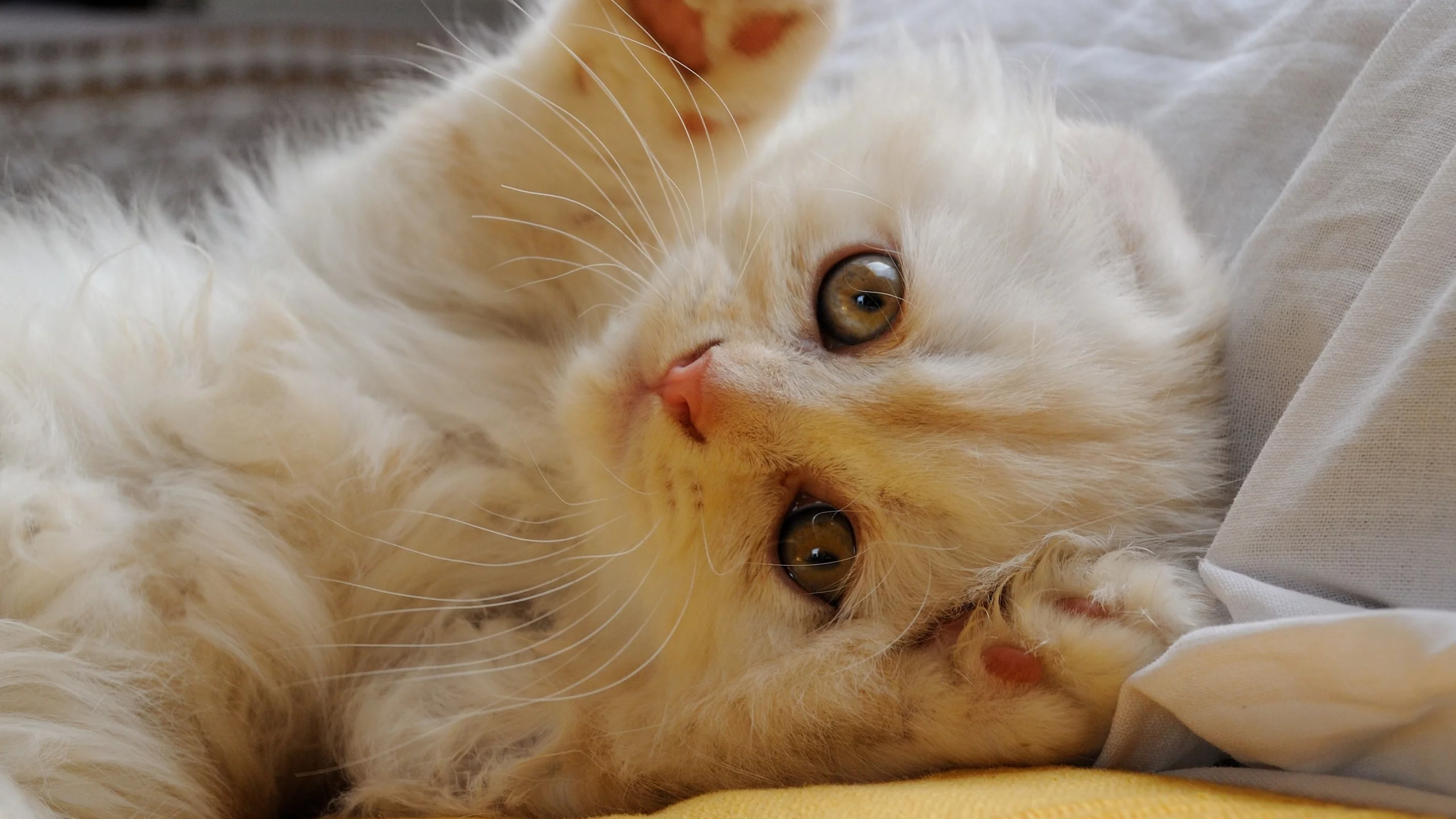 котёнок, лапки