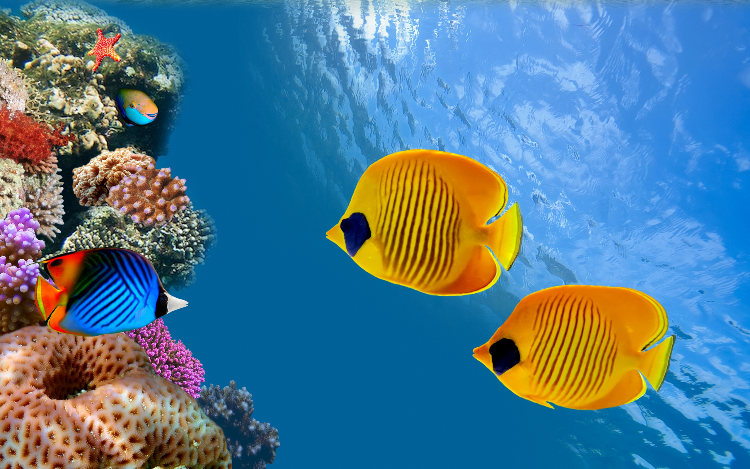 underwater, reef, колонии кораллов, coral colony, thailand, siam bay, fish, ocean