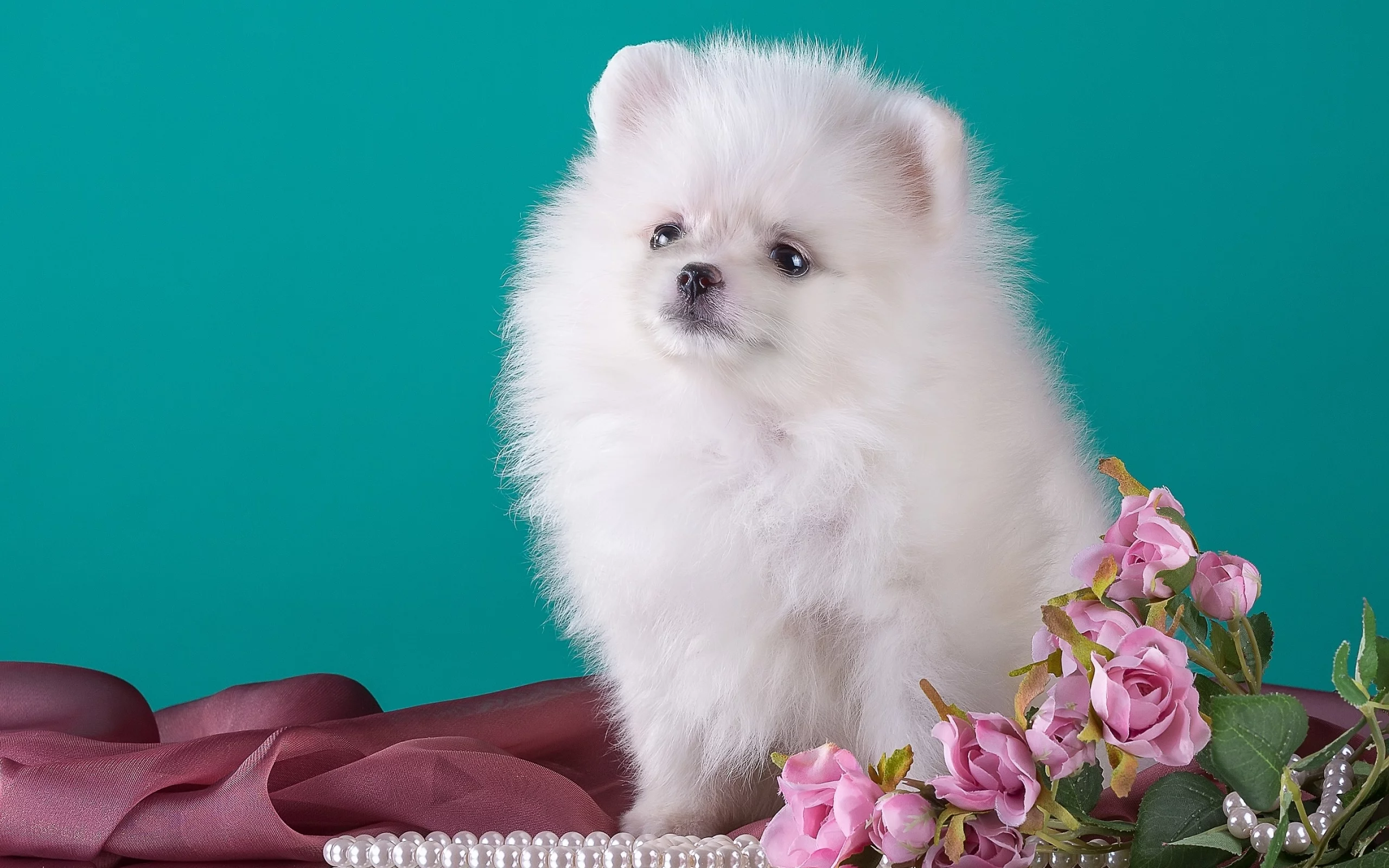 шпиц, цветы, милый