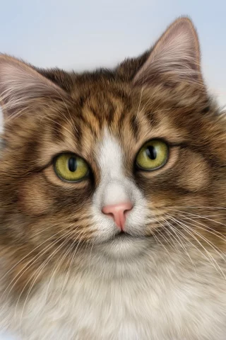 кот, взгляд