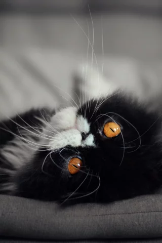 кот, кошка, мордочка, глаза взгляд