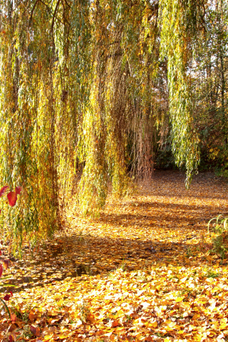 парк, деревья, опавшая, дерево, ива, осень, листва