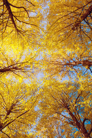 осень, лес, съемка, природа, вид снизу, деревья