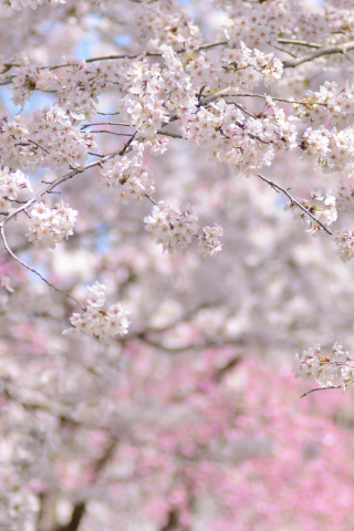 весна, цветение, вишня, сакура, деревья