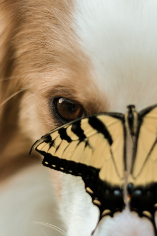 насекомое, dog, морда, бабочка, собака, пес, животные