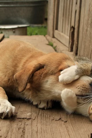 собака, кошка, друзья