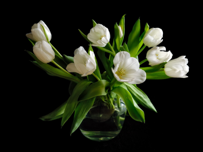 тюльпаны, белые, букет, черный фон