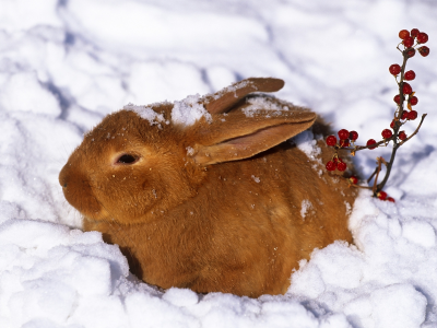 зима, заяц, кролик, снег, ягоды, рыжий