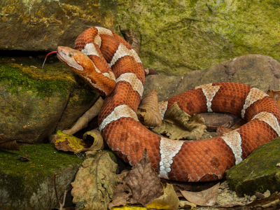 змея, оранжевая