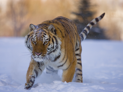 тигр, зима