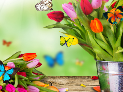 тюльпаны, бабочки, весна, ведро, листья