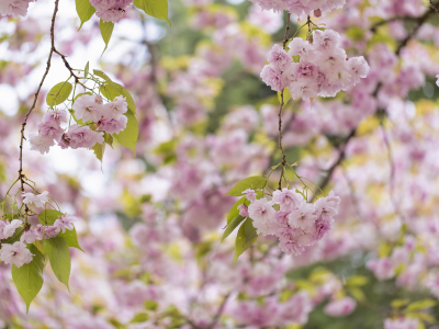 весна, розовый, цветение, дерево, сакура