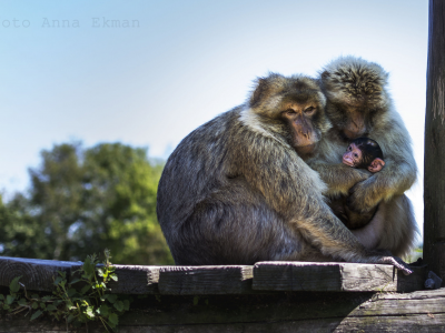 обезьяны, семья