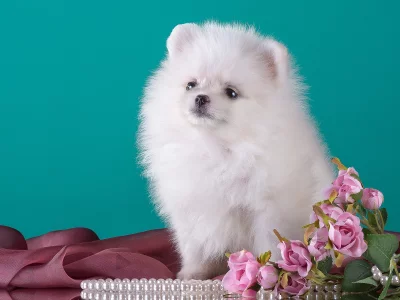 шпиц, цветы, милый