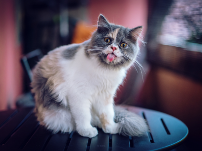 кот, кошка, язык