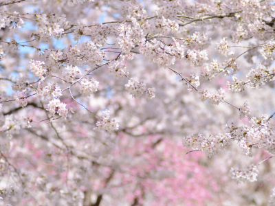 весна, цветение, вишня, сакура, деревья