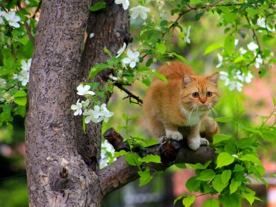 кот, кошка, рыжая, дерево, на дереве, цветение, весна, коты прилетели