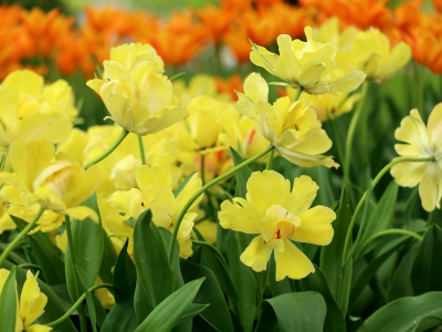 тюльпаны, желтый, лепестки, весна