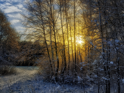 зима, лес, пейзаж, снег, солнце