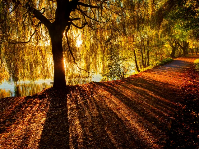 colorful, fall, nature, trees, park, forest, river, road, leaves, path, colors, walk, autumn