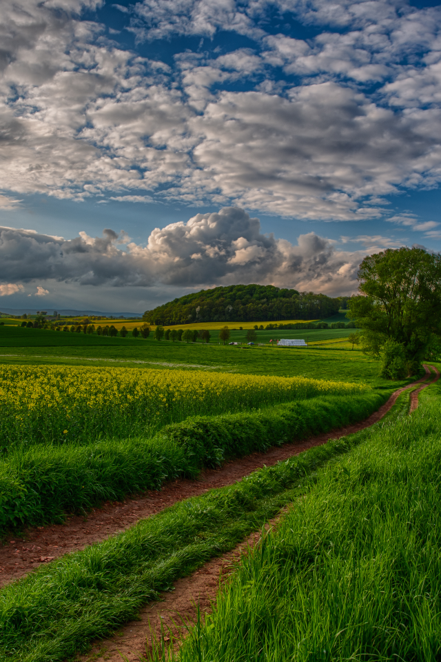 sunset, trees, view, nature, sky, beautiful, field, природа, scenery, clouds, landscape