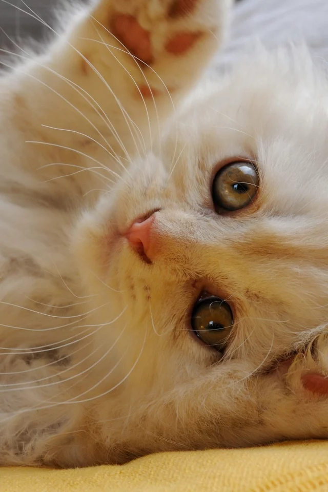 котёнок, лапки