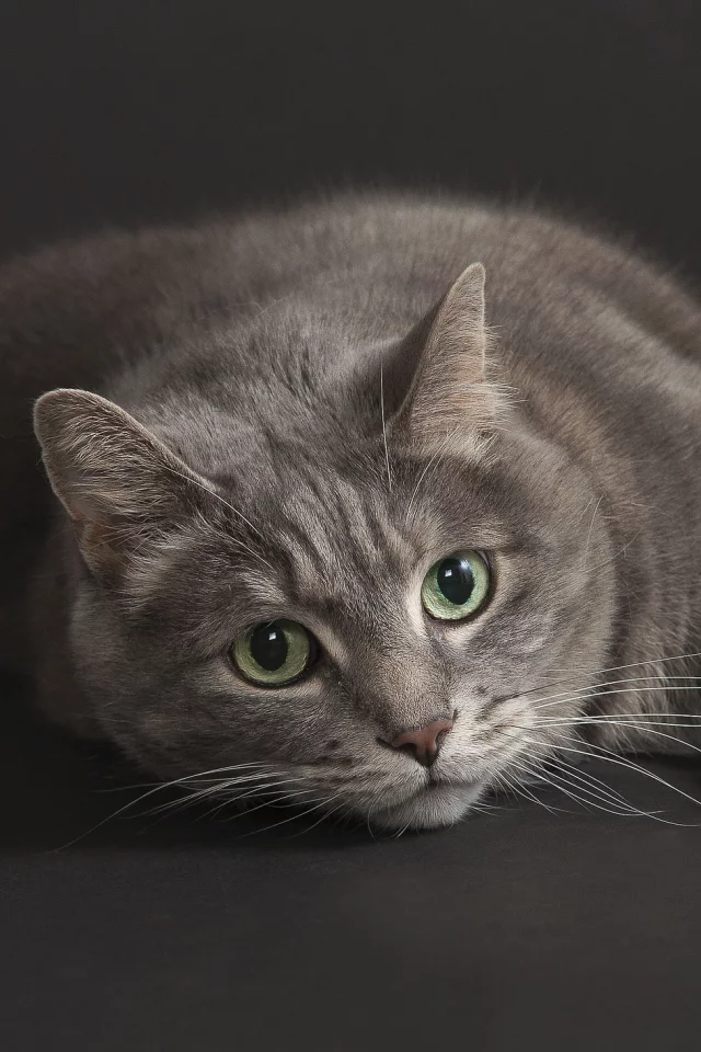 взгляд, кот, котэ