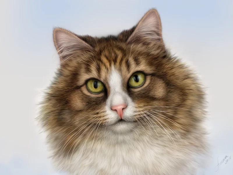 кот, взгляд